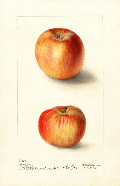 Malus Domestica Winesap