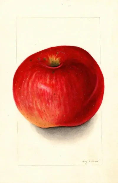 Malus Domestica Wolf River