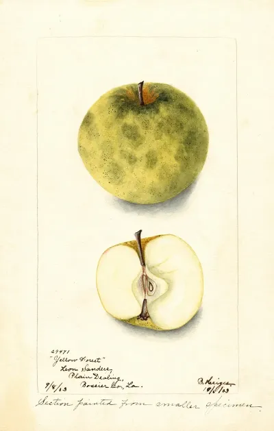 Malus Domestica Yellow Forest