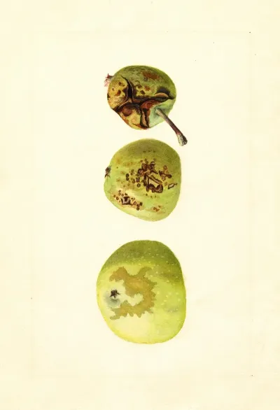 Malus Domestica Yellow Transparent 2