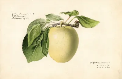 Malus Domestica Yellow Transparent