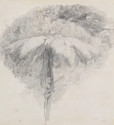 Mamaku Taranaki