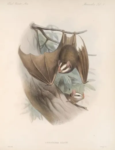 Mammalia Pl 03