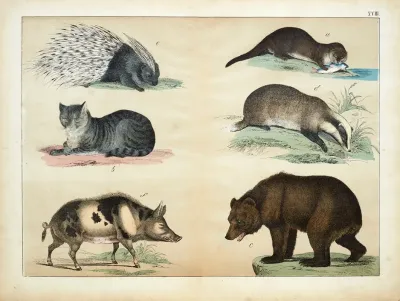 Mammals 2