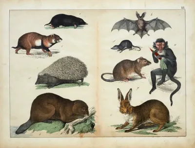 Mammals 3