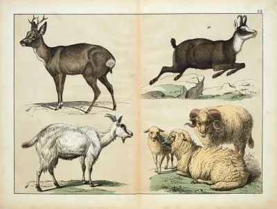 Mammals 4