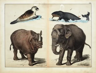 Mammals 6