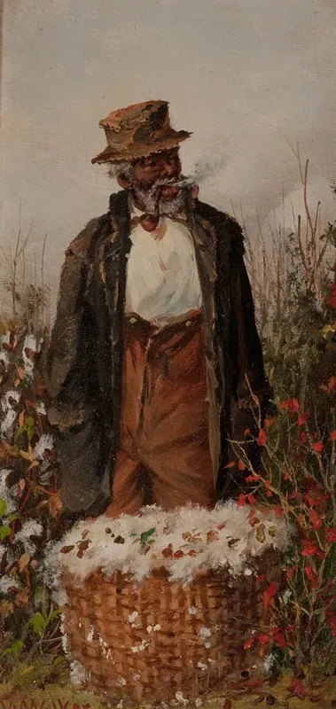 Man In Cotton Field