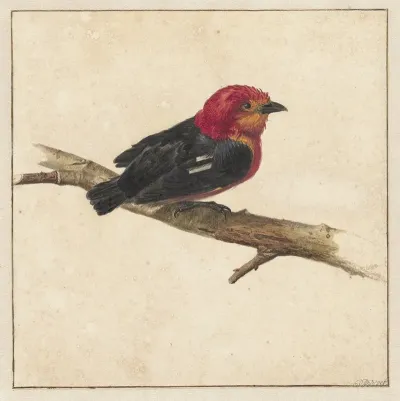 Manakin De Surinaamse Vogel Pipra Aureola