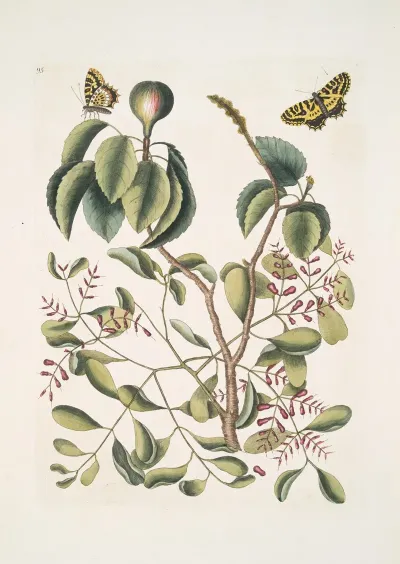 Mancanilla Pyri Facie The Mancaneel Tree Viscum Foliis Latioribus Papilio Medius C