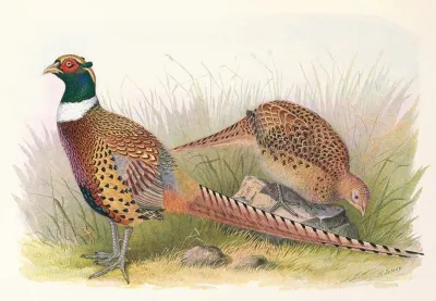 Manchurian Ring Necked Pheasant