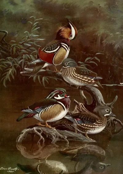 Mandarin Duckcarolina Duck