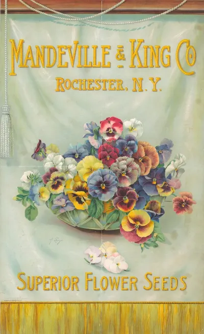 Mandeville King Co Superior Flower Seeds Bowl Of Pansies