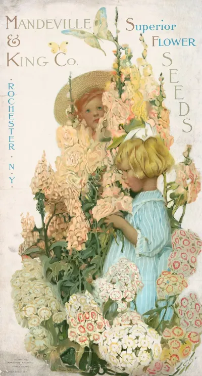 Mandeville King Co Superior Flower Seeds