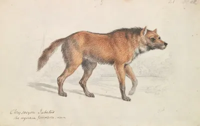 Maned Wolf