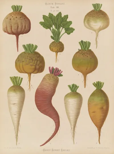 Mangel Wurzels Sugar Beets