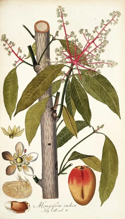 Mangifera Indica 2
