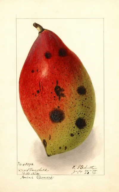 Mangifera Indica Ameeri Amiri