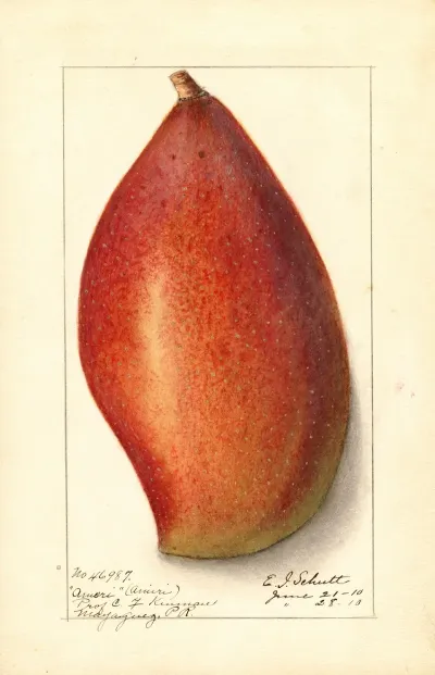 Mangifera Indica Ameeri