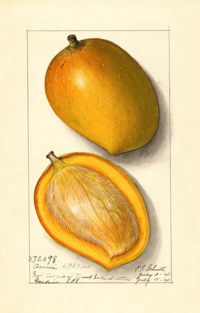 Mangifera Indica Amiri 2