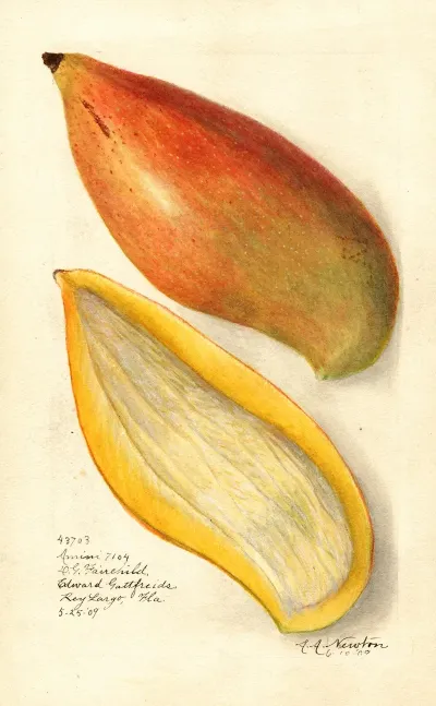 Mangifera Indica Amiri 3