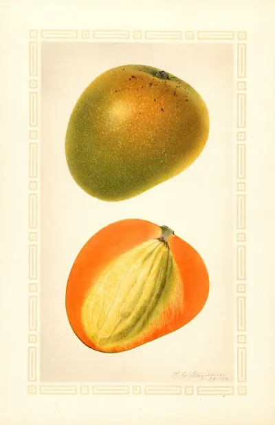 Mangifera Indica Baboony