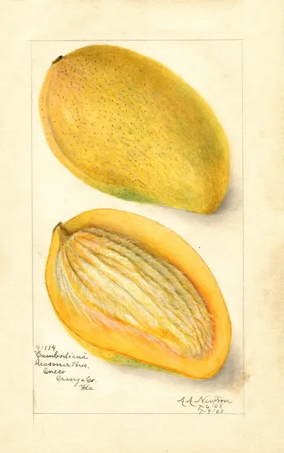 Mangifera Indica Cambodiana