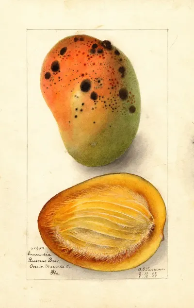 Mangifera Indica Ennuria
