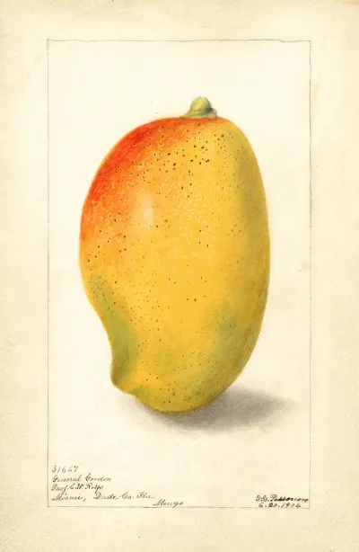 Mangifera Indica General Gordon