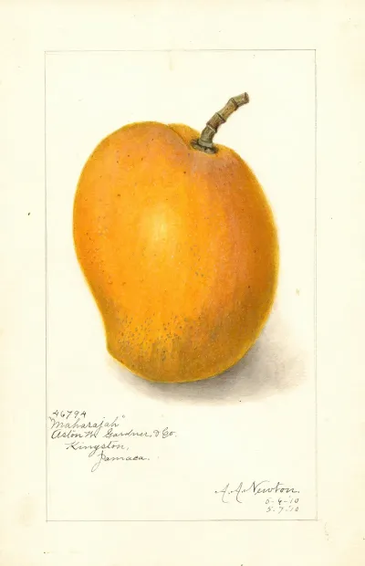 Mangifera Indica Maharajah