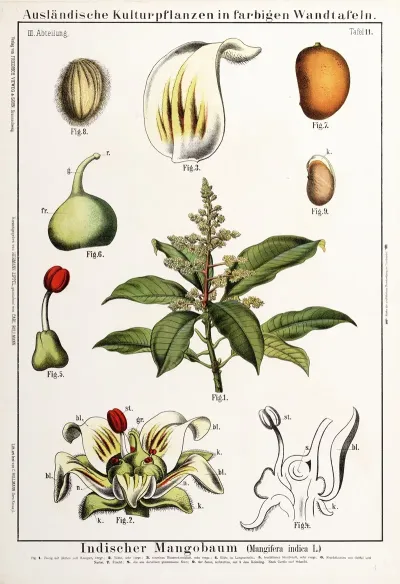 Mangifera Indica Mango