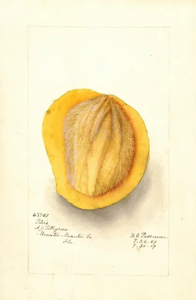 Mangifera Indica Peters 2