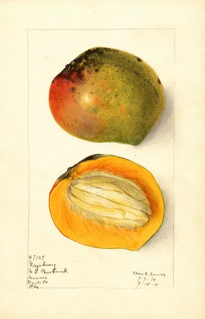 Mangifera Indica Rajabury