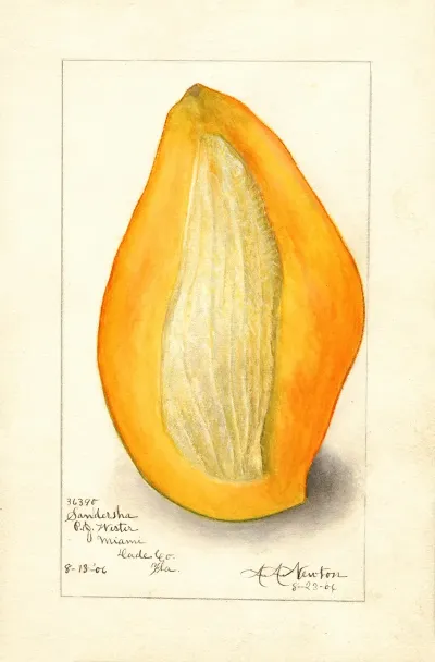 Mangifera Indica Sandersha 2