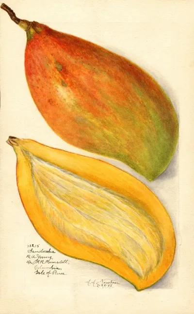 Mangifera Indica Sandersha 3