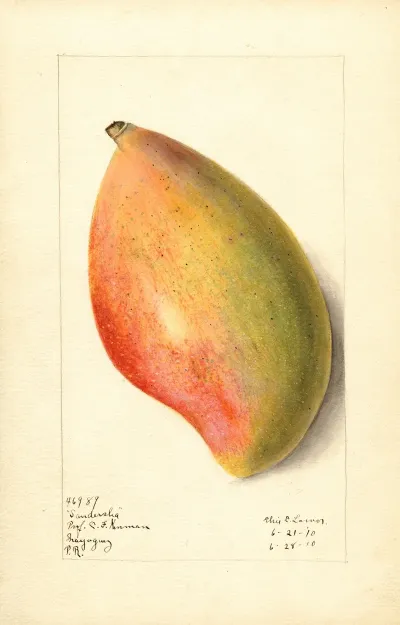 Mangifera Indica Sandersha 4