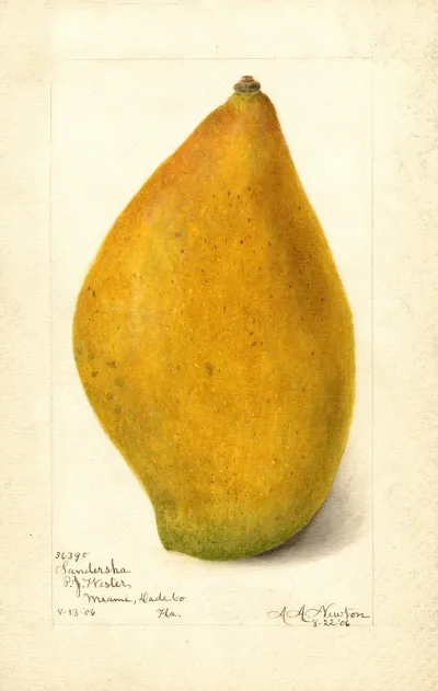 Mangifera Indica Sandersha