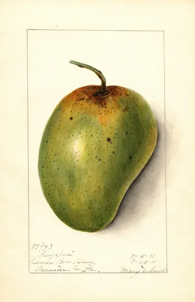 Mangifera Indica Singapur