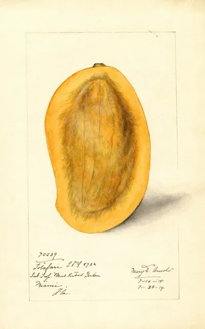 Mangifera Indica Totafari 2