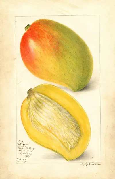 Mangifera Indica Totafari 3