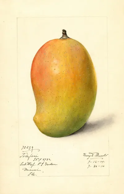 Mangifera Indica Totafari