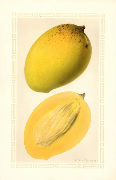 Mangifera Indica Totafarice