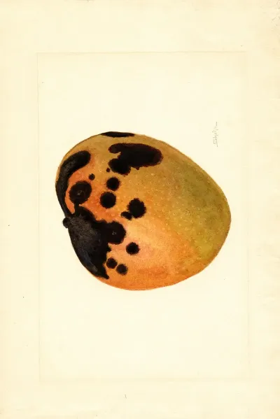 Mangifera Indica