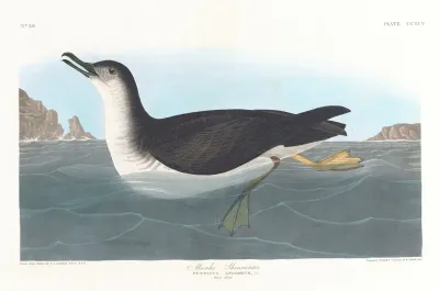 Manks Shearwater