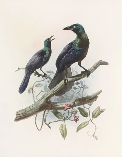 Manucodia Chalybeus