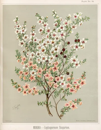 Manuka Leptospermum Scoparium Plate 34