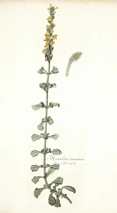 Manulea Tomentosa