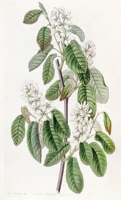 Many Flowered Amelanchier