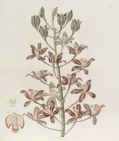 Many Flowered Letter Leaf