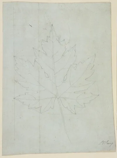 Maple Leaf